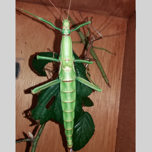 stick insect