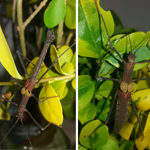 stick insect